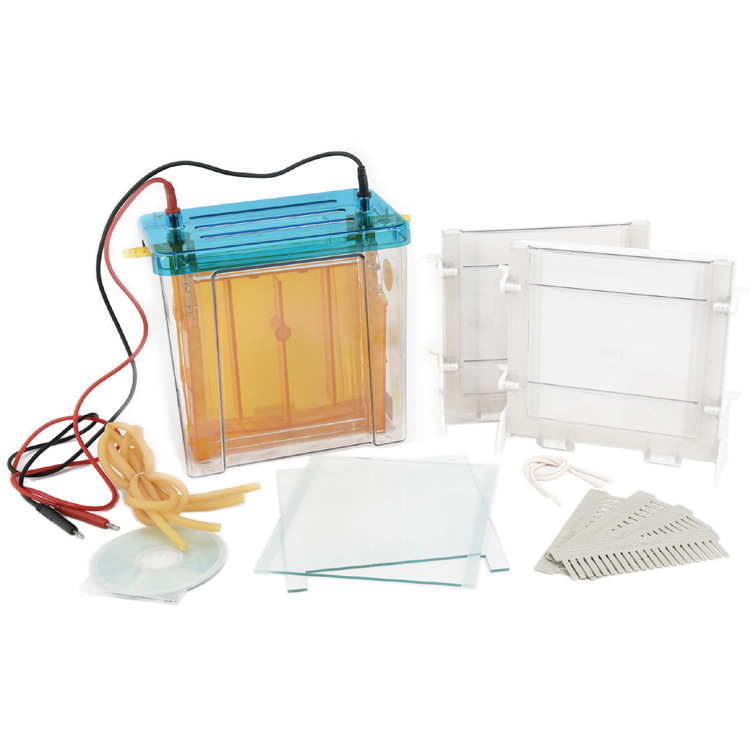 北京六一DYCZ-24F雙垂直電泳儀(大號)